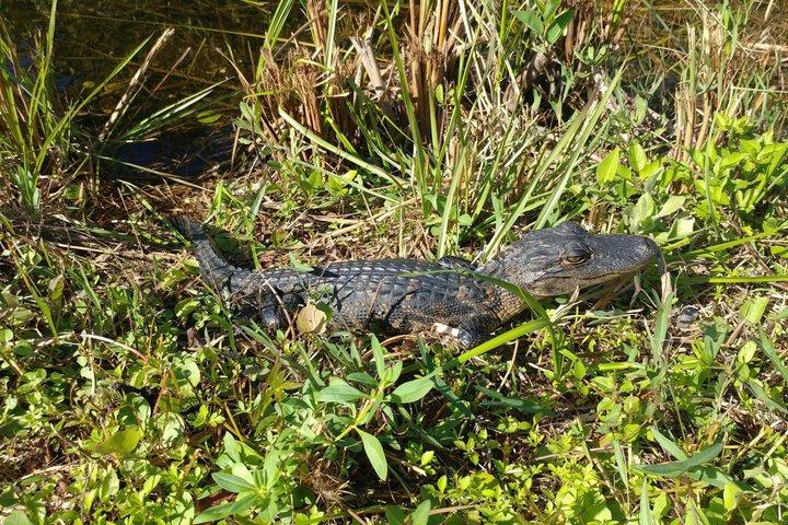 From Miami: Everglades Nature and Wildlife Tram Adventure
