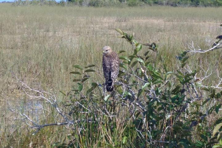 From Miami: Everglades Nature and Wildlife Tram Adventure