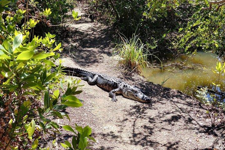From Miami: Everglades Nature and Wildlife Tram Adventure