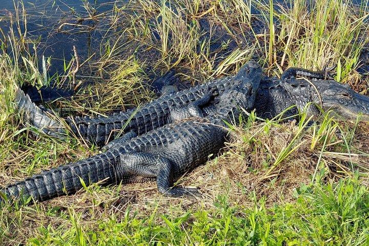 From Miami: Everglades Nature and Wildlife Tram Adventure