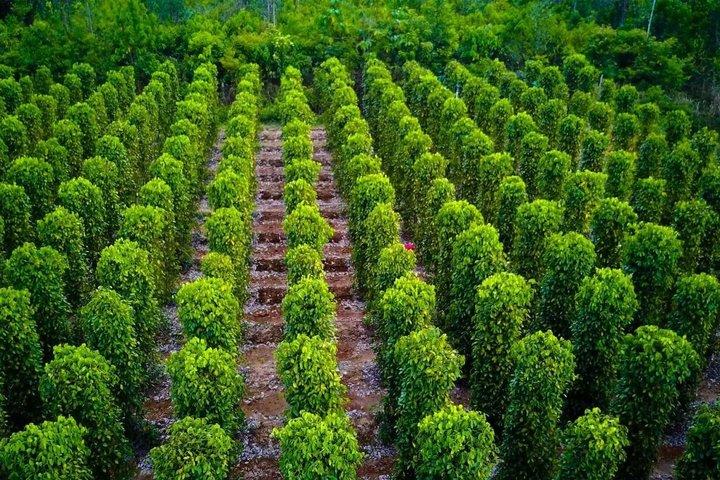 South Phu Quoc Gemme nascoste Scoperta privata di un giorno intero
