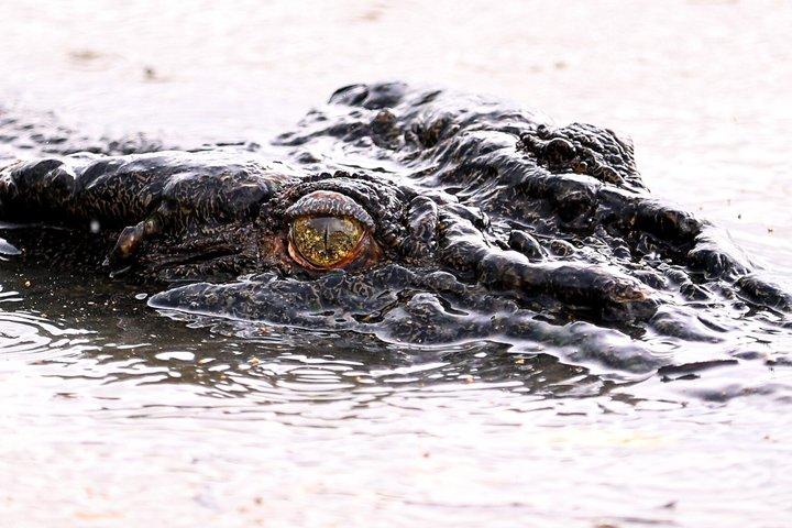 ジャンプワニ+湿原半日