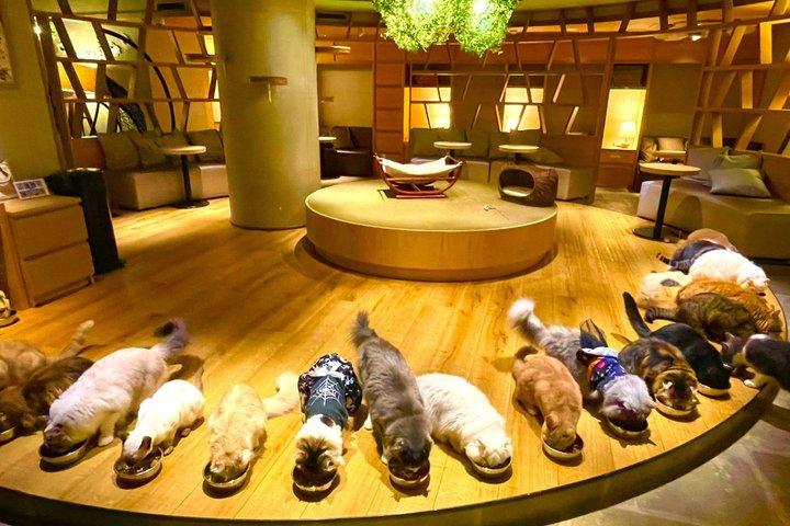 Tokyo Night Tour : Shinjuku Cat Cafe, 3D Cat & Original 3D Latte