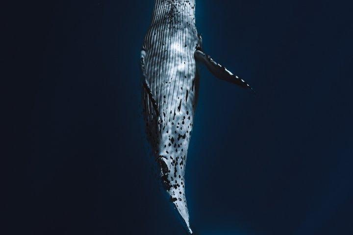 Visite guidée des baleines en petit groupe et baignade Tahiti