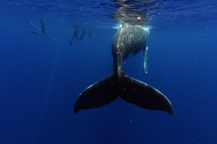 Visite guidée des baleines en petit groupe et baignade Tahiti
