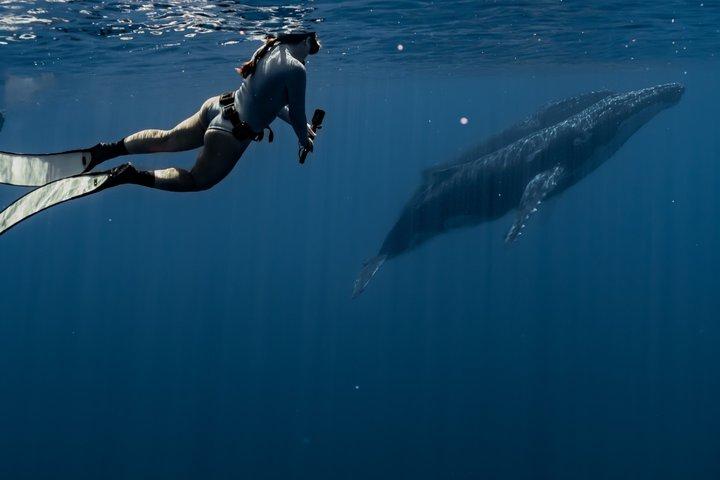 Visite guidée des baleines en petit groupe et baignade Tahiti
