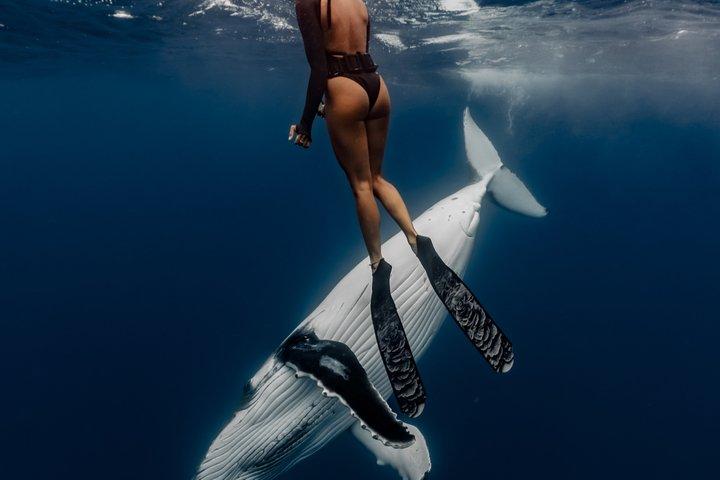 Visite guidée des baleines en petit groupe et baignade Tahiti