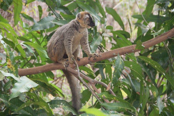 Adventure Tour i det vestlige Madagaskar | Natur og opdagelse