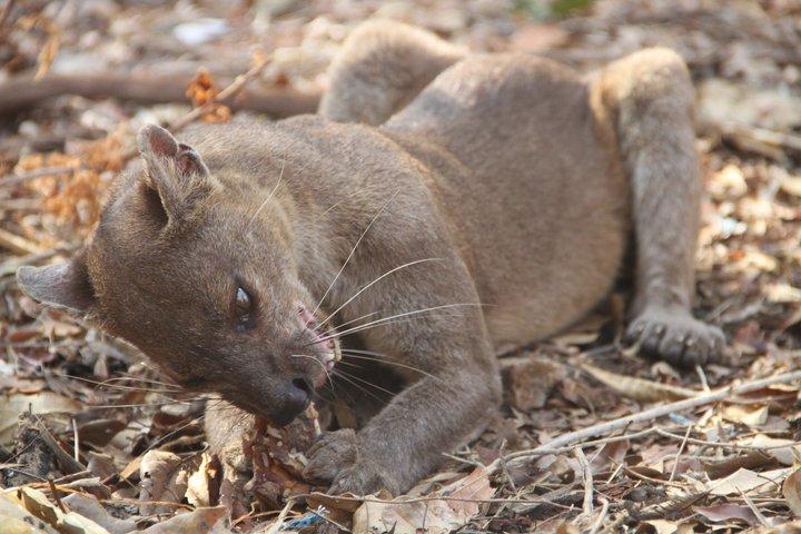 Adventure Tour i det vestlige Madagaskar | Natur og opdagelse