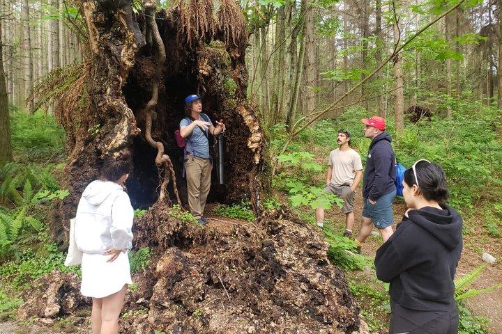 Oude bomen van Vancouver Walking Tour