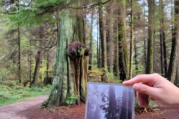 Oude bomen van Vancouver Walking Tour