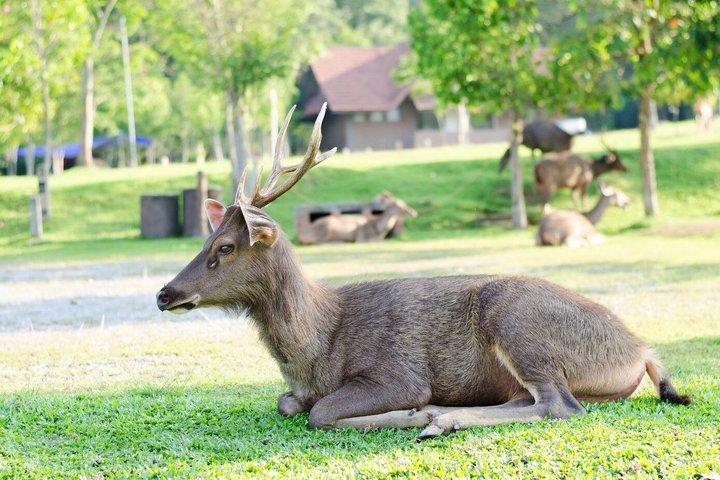 Tour al Parque Nacional Khao Yai y Cascadas desde Bangkok