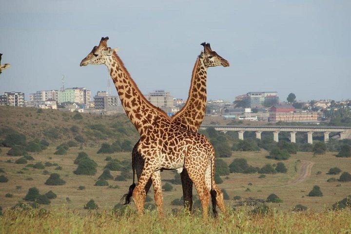 ケニアサファリツァボ東ツアー9日間体験