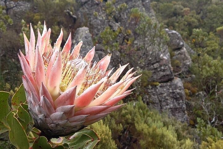 Table Mountain Hike via Platteklip Gorge at Sunrise