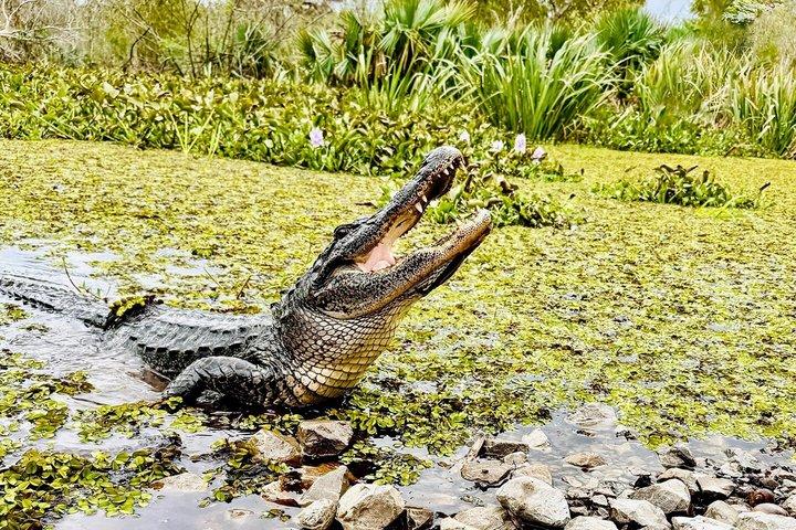 Halvdags privat sumpoplevelse i Louisiana