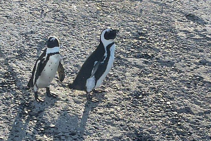 シャークケージダイビング＆ボルダーズペンギン＆ケープポイント自然保護区