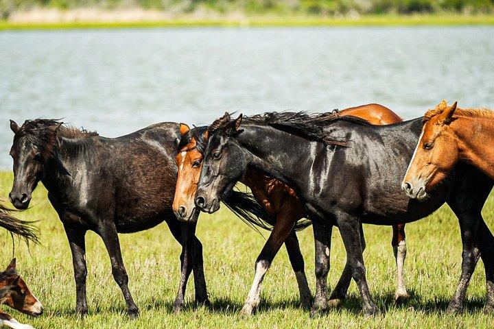 Visite en bateau de poney sauvage de Chincoteague Assateague