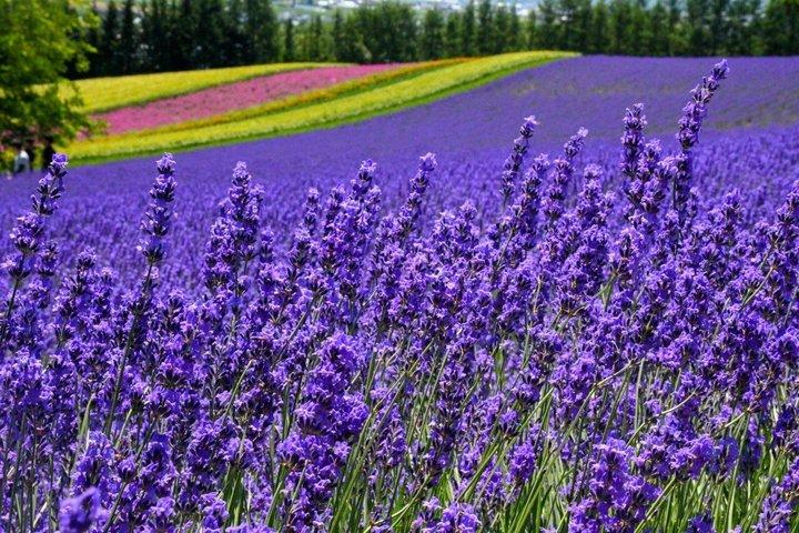 Furano og Biei Private Day Tour fra Sapporo