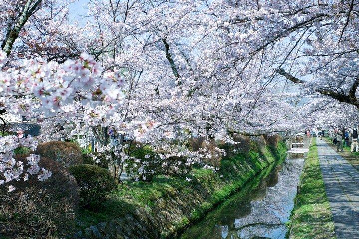 Kyoto Sakura Boots- und Saisonautotour