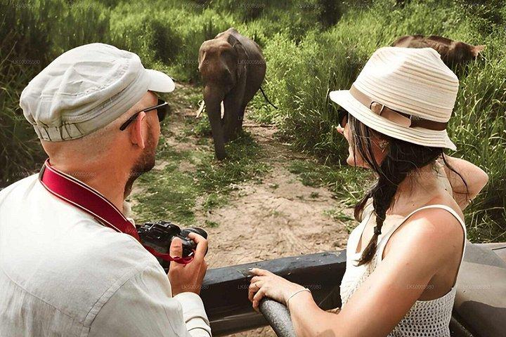 Ella to Arugam Bay Private Transfer with Lahugala Elephant Safari