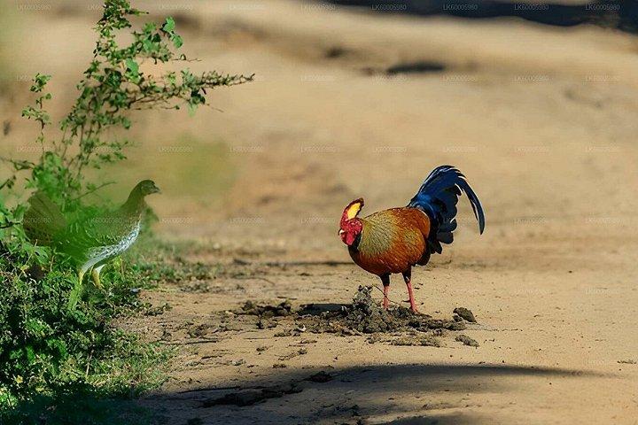 ラフガラ・エレファント・サファリでエラからアルガム湾へプライベート送迎