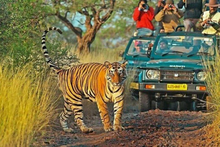5 Day Golden Triangle Tour W/Ranthambore Tiger Safari From Delhi
