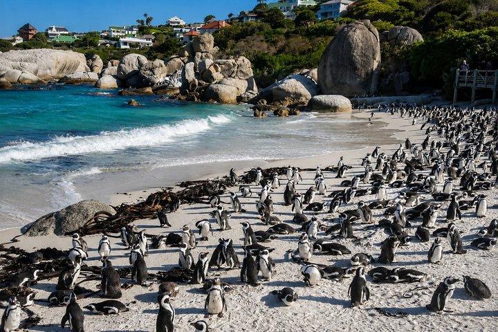 Tour privée Cap de Bonne-Espérance, Cape Point et des manchots.