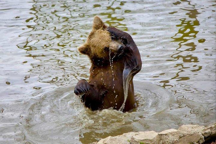 ブカレスト発：クマの聖地、ドラキュラ城＆ブラソフ