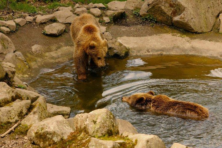 ブカレスト発：クマの聖地、ドラキュラ城＆ブラソフ