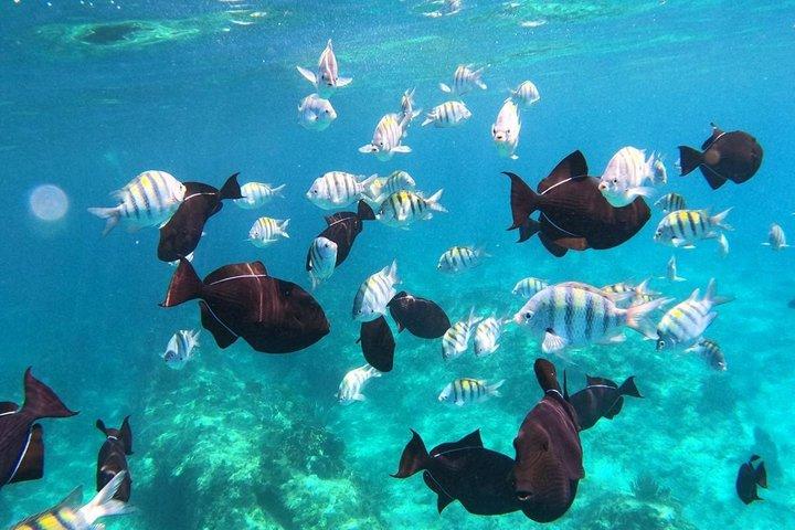 Halve dag snorkelen vanuit Providenciales met bezoek aan Half Moon Bay