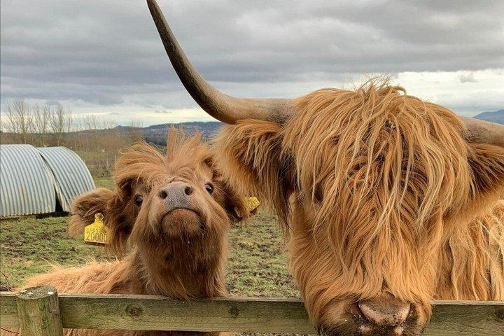 Private Tour of Highlands, Oban, Glencoe, Lochs & Castles from Glasgow