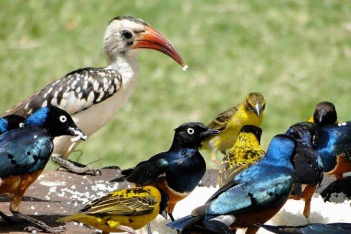 5 Tage Vogelbeobachtung Amboseli Tsavo West und Tsavo Ost