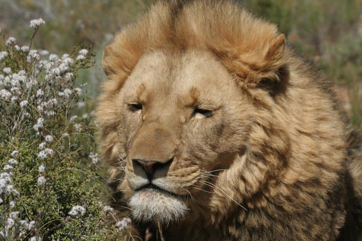 Explore the Best Big 5 Full Day Safari and Wine Tasting