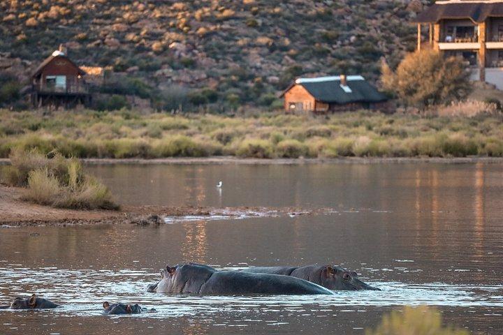 Explore the Best Big 5 Full Day Safari and Wine Tasting