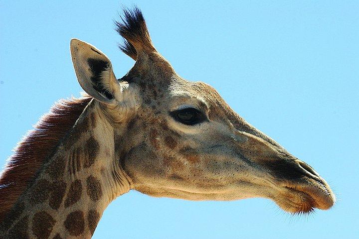 Explore the Best Big 5 Full Day Safari and Wine Tasting