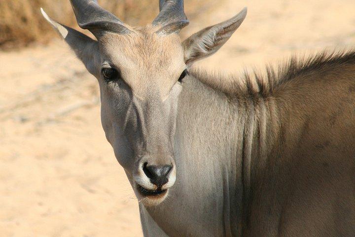 Explore the Best Big 5 Full Day Safari and Wine Tasting