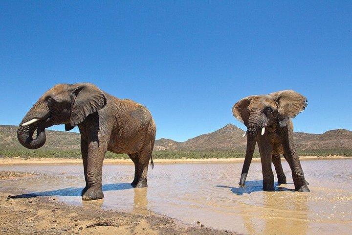 Wildlife Safari & Wine Tasting Tour Experience