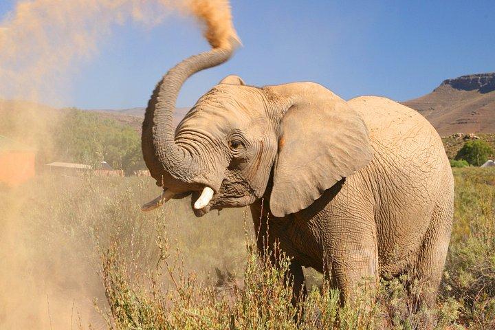 Big Five Sunset Safari Experience with Lunch