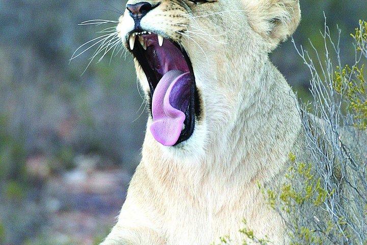 Big Five Sunset Safari Experience with Lunch