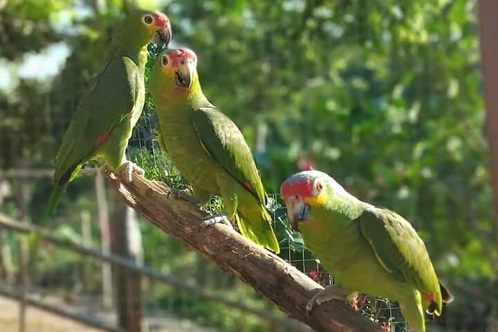 Custom Roatan Cruise Excursion and Island Tour