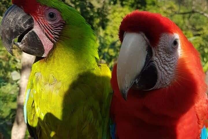 Custom Roatan Cruise Excursion and Island Tour