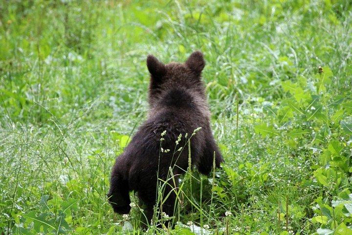 Brașov Bear Sanctuary and Draculas Castle Private Day Trip