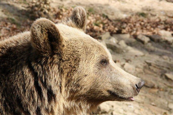 Brașov Bear Sanctuary and Draculas Castle Private Day Trip