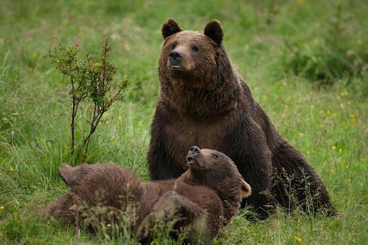 Brașov Bear Sanctuary and Draculas Castle Private Day Trip