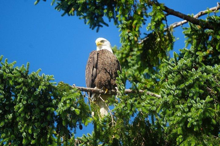 アラスカ野生動物の滝ツアー