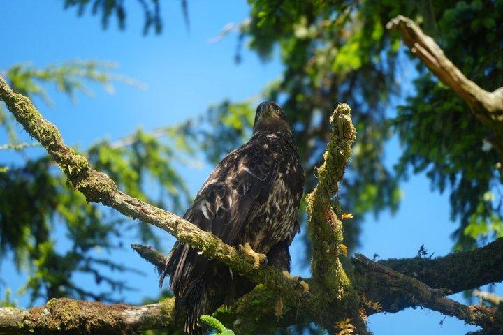 アラスカ野生動物の滝ツアー