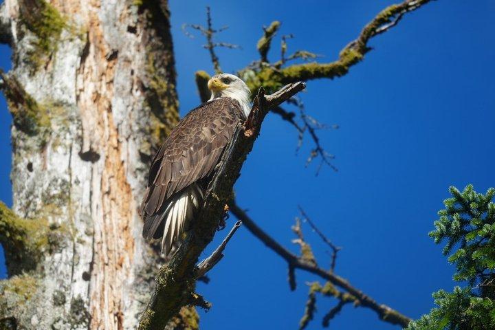 アラスカ野生動物の滝ツアー