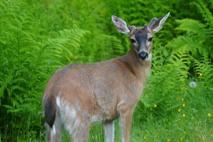 アラスカ野生動物の滝ツアー