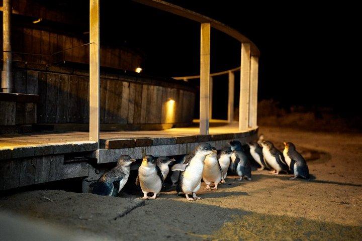 Excursión de pingüinos y vinos en grupos pequeños a Phillip Island desde Melbourne