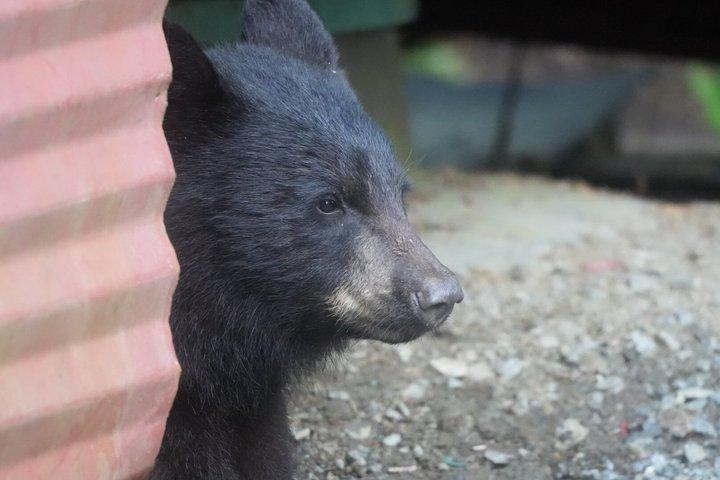 アラスカ野生動物の滝ツアー